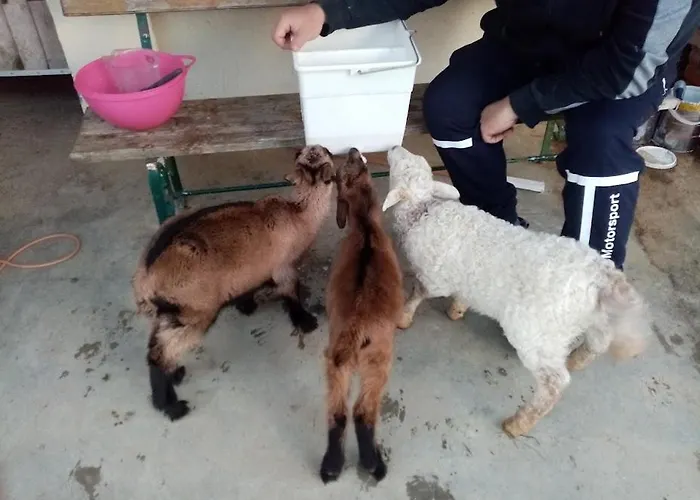 Domaine De Buffevent Cintegabelle