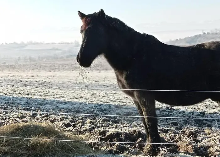 Domaine De Buffevent Pensjonat Cintegabelle